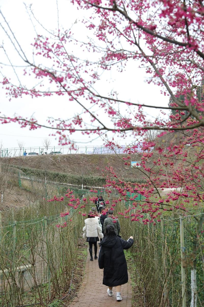 高坪初春赏花何处去澜岭樱花待君来